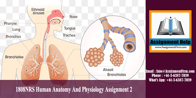 1808NRS Human Anatomy And Physiology Assignment 2 - Australia